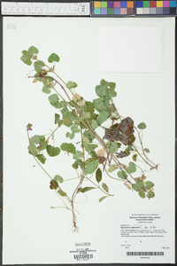 Glecoma hederacea image