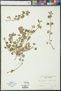 Glecoma hederacea image