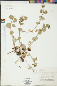 Glecoma hederacea image