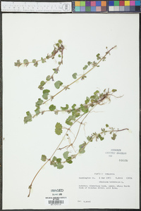 Glecoma hederacea image