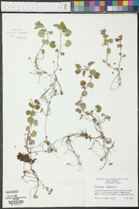 Glecoma hederacea image