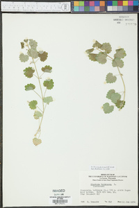 Glecoma hederacea image