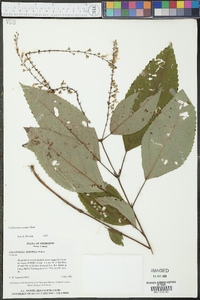 Collinsonia serotina image