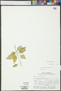 Collinsonia tuberosa image