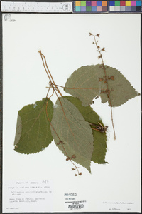 Collinsonia verticillata image