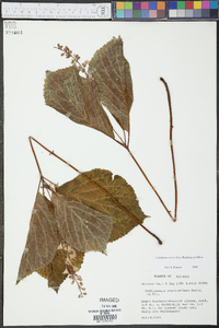 Collinsonia verticillata image