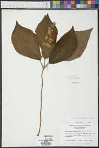 Collinsonia verticillata image