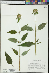 Monarda clinopodia image