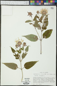 Monarda clinopodia image