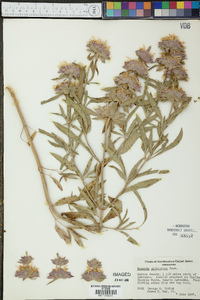 Monarda citriodora image