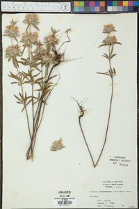 Monarda citriodora image