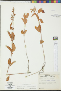 Scutellaria altamaha image