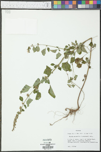 Hyptis mutabilis image