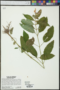Macbridea caroliniana image