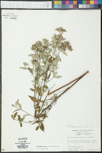 Pycnanthemum albescens image