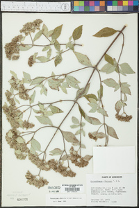 Pycnanthemum albescens image