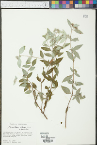 Pycnanthemum albescens image