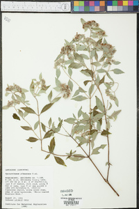 Pycnanthemum albescens image