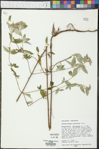 Pycnanthemum albescens image