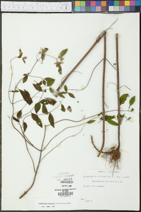 Pycnanthemum albescens image