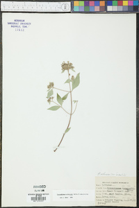 Pycnanthemum albescens image