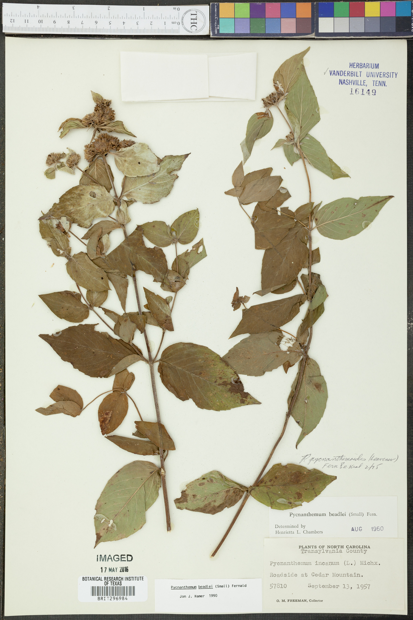 Pycnanthemum beadlei image