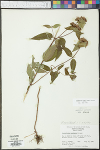 Pycnanthemum pycnanthemoides image