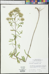 Pycnanthemum flexuosum image