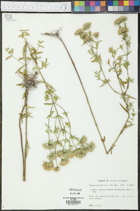 Pycnanthemum flexuosum image