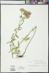 Pycnanthemum flexuosum image