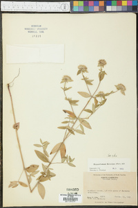 Pycnanthemum flexuosum image