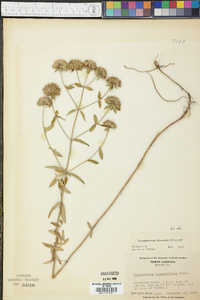 Pycnanthemum flexuosum image