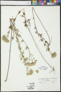 Pycnanthemum flexuosum image