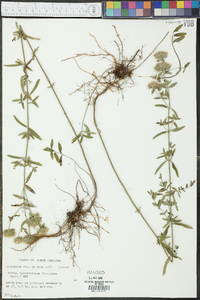 Pycnanthemum flexuosum image