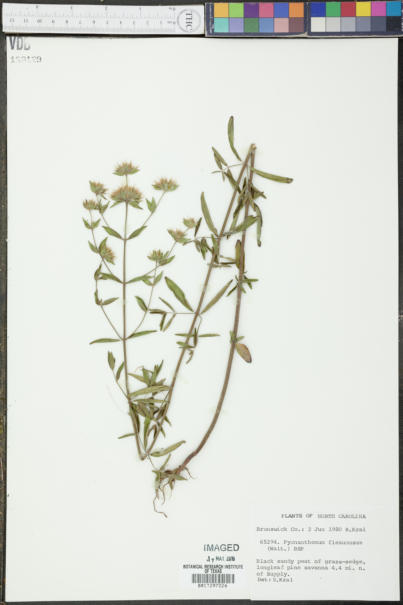 Pycnanthemum flexuosum image