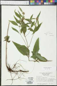 Pycnanthemum montanum image