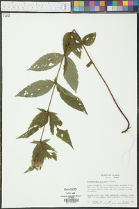 Pycnanthemum montanum image