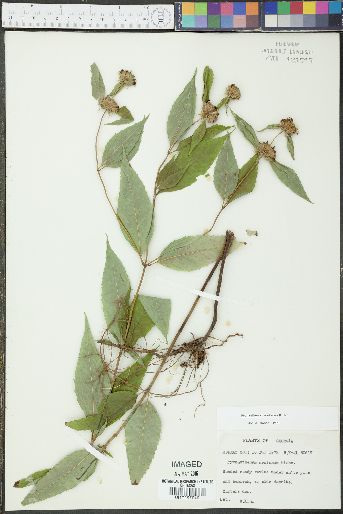 Pycnanthemum montanum image