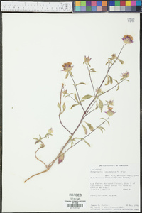 Monardella lanceolata image