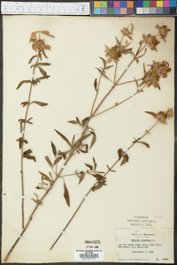 Monarda punctata image