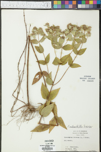 Pycnanthemum muticum image