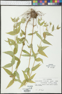 Pycnanthemum muticum image