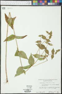 Pycnanthemum muticum image