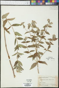 Pycnanthemum muticum image