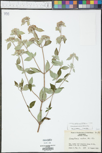 Pycnanthemum muticum image