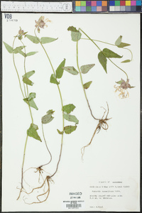 Monarda russeliana image