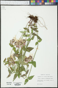 Monarda russeliana image