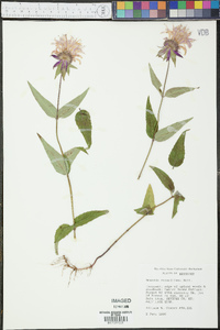 Monarda russeliana image