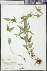 Monarda russeliana image