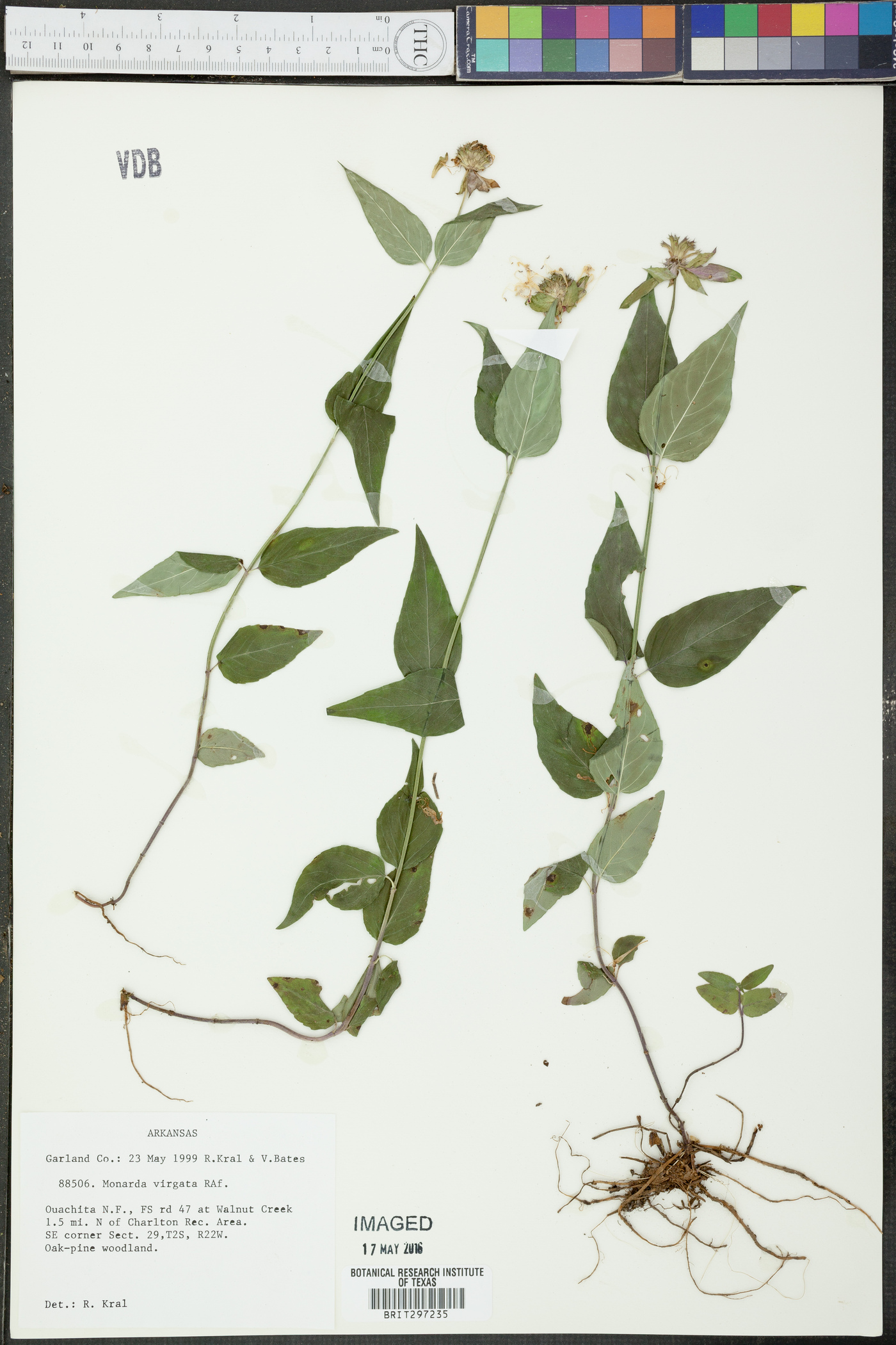 Monarda russeliana image